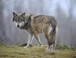 Loups de Chabrières