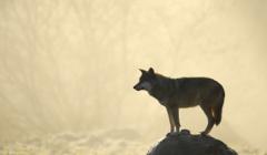 Le Parc Animalier des Monts de Guéret - Les Loups de Chabrières